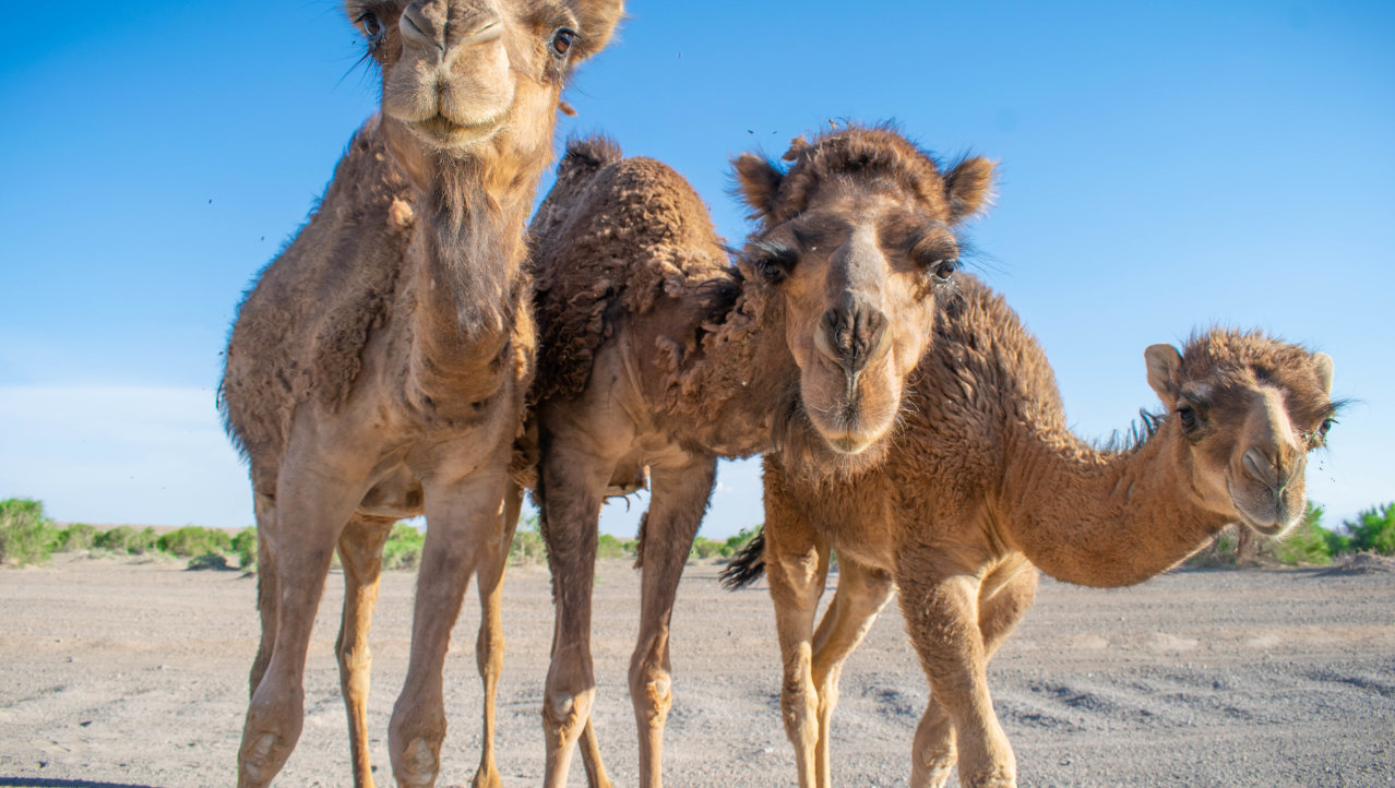 Poserende kamelen