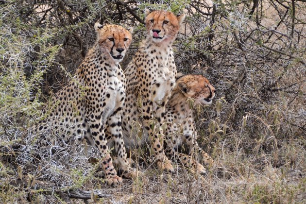 Cheeta's in Serengeti
