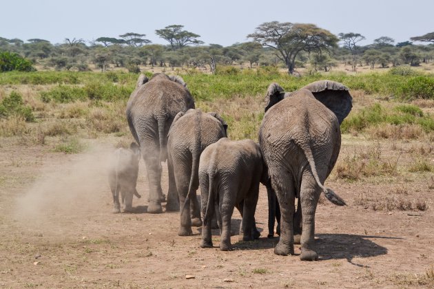 Grote groepen olifanten in de Serengeti