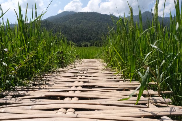 Bamboo bridge Pai