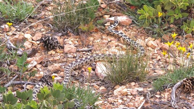 Blow snake in Bryce NP