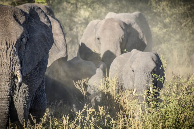 Een kudde olifanten op de Serengeti