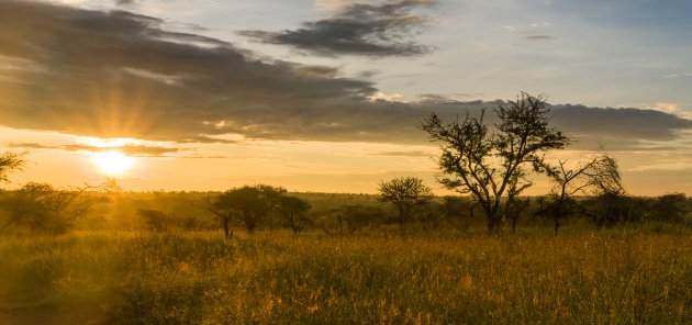 Zonsopkomst in Serengeti