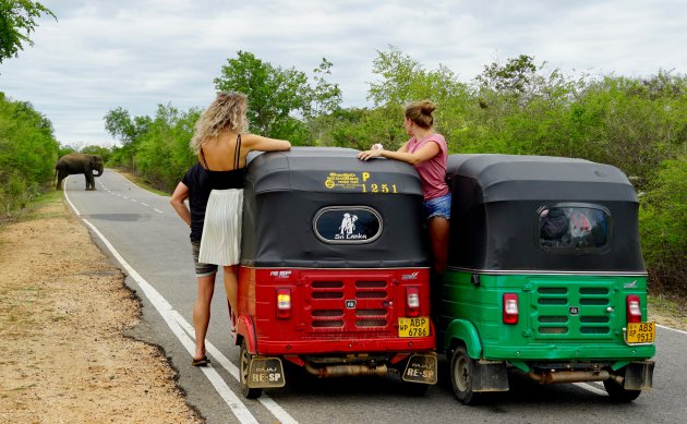 Zelf op 'safari' in je Tuktuk