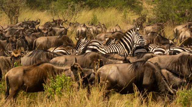 Grote migratie gnoes en zebra's
