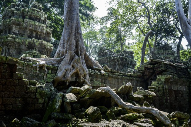 Boomwortels Angkor Wat