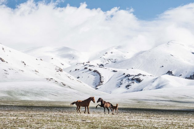 Wild horses of Kyrgyzstan
