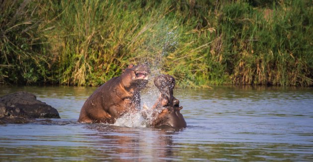 Gevecht tussen twee nijlpaarden