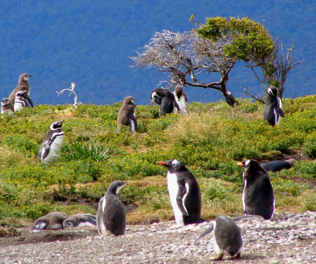 Een eiland vol pinguins