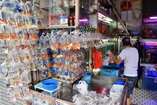 Goldfish market Hongkong