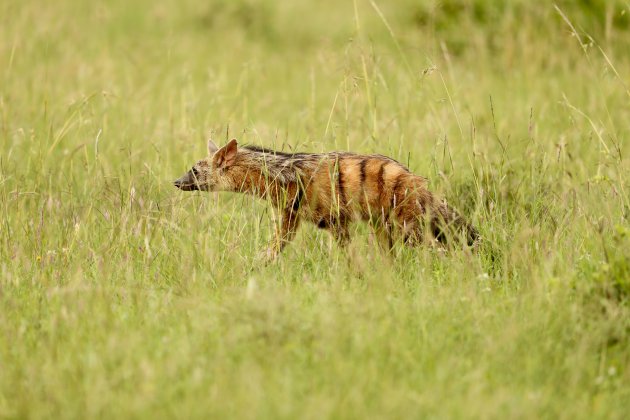 Gestreepte Hyena