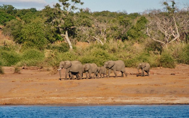 Olifanten in Chobe National Park