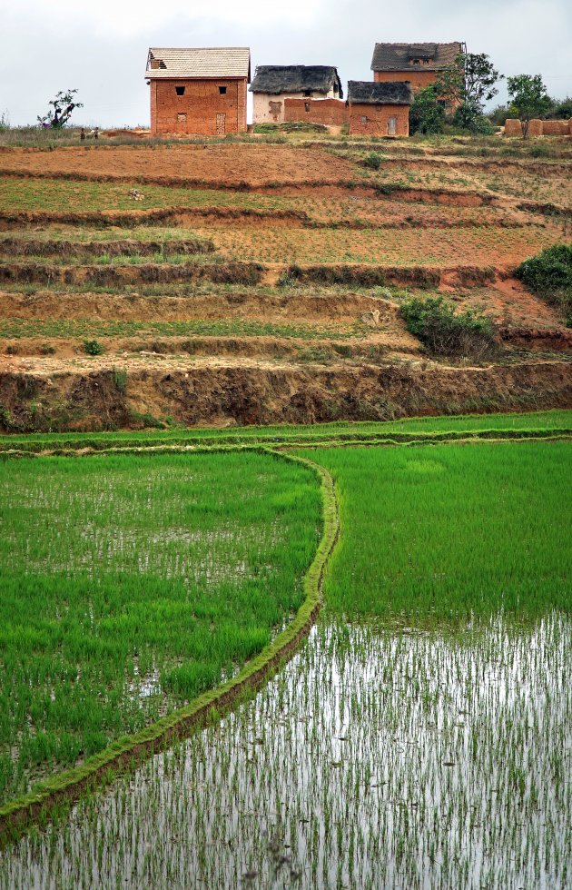 Rode aarde, groene rijstvelden, het land van de Betsileo