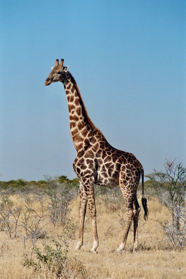 Giraf in mooi Etosha