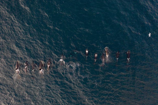 Orca's vanuit de lucht