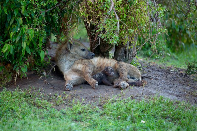 Hyena met jong