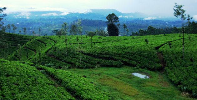 Land van de Ceylon-thee