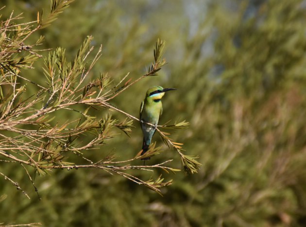 Bee-eater in Mary River NP