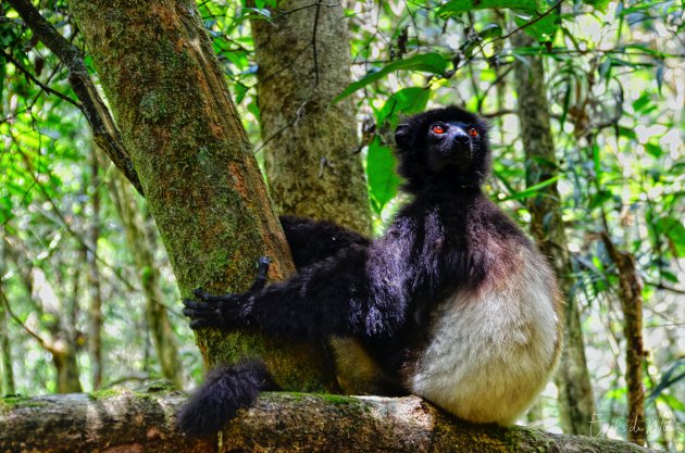 Bijzondere natuur in Madagascar