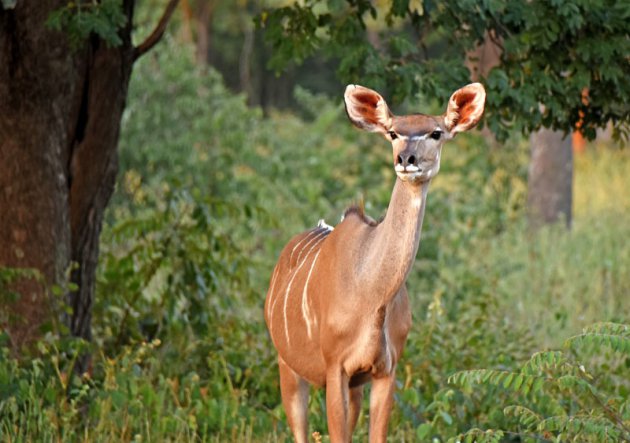 Een kudu op de uitkijk