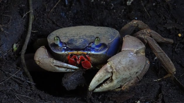 What a Crab!