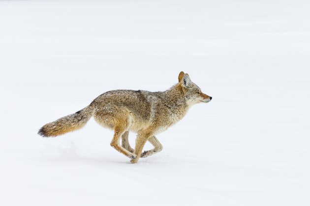 coyote in de sneeuw