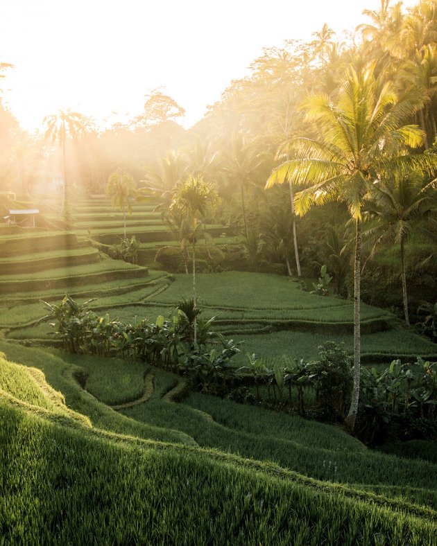 De Tegalalang rijstterrassen op Bali tijdens zonsopgang