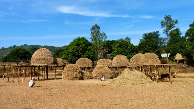 rijstoogst bij een dorp is Orissa