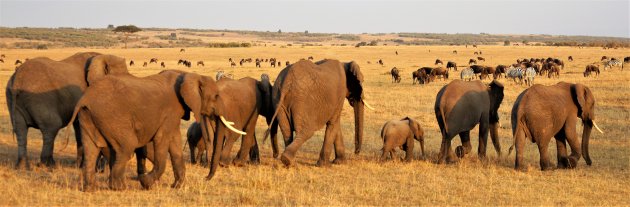 wildlife Masai Mara