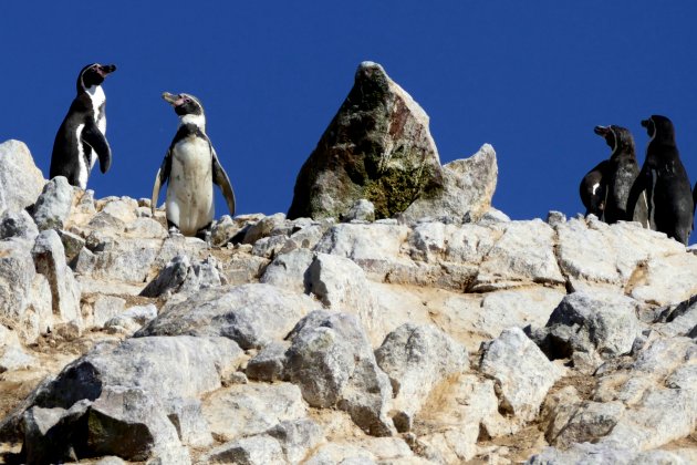Humboldt pinguïn