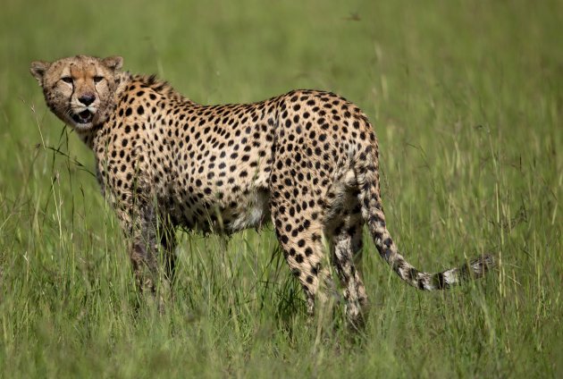 Cheetah na de Kill
