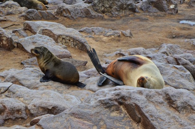 Cape Cross Seal Reserve in Namibië