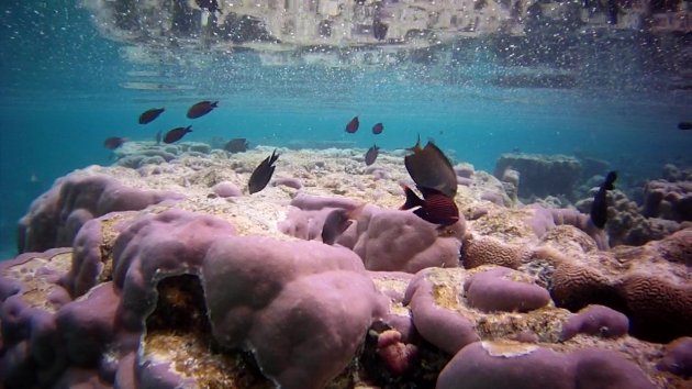 Roze koraal