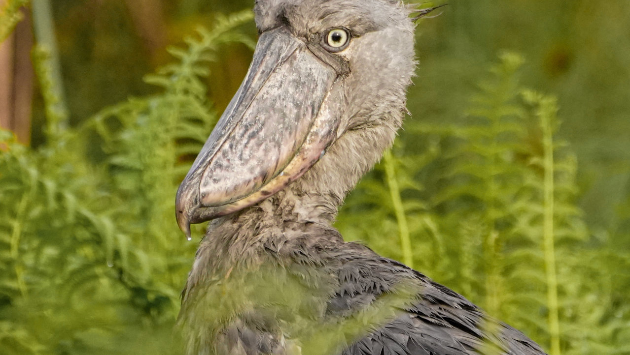 Schoenbekooievaar(Shoebill Stork) - Mabamba Swamps