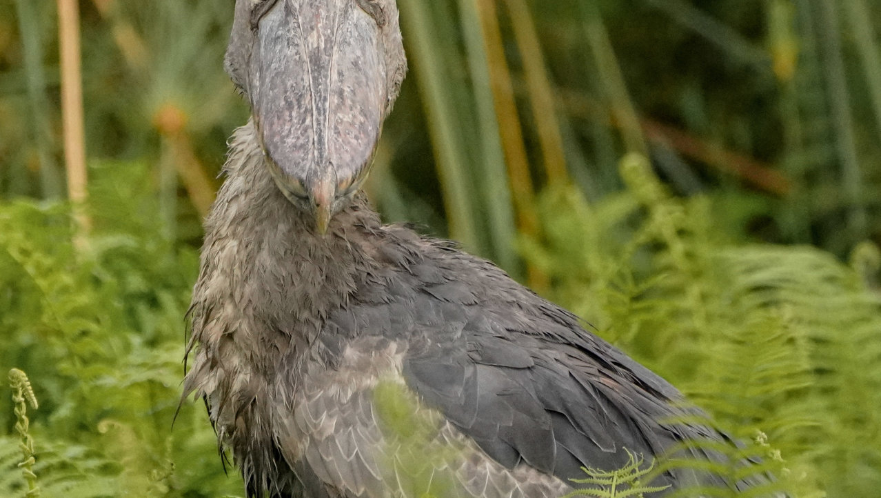 Schoenbekooievaar(Shoebill Stork) - Mabamba Swamps