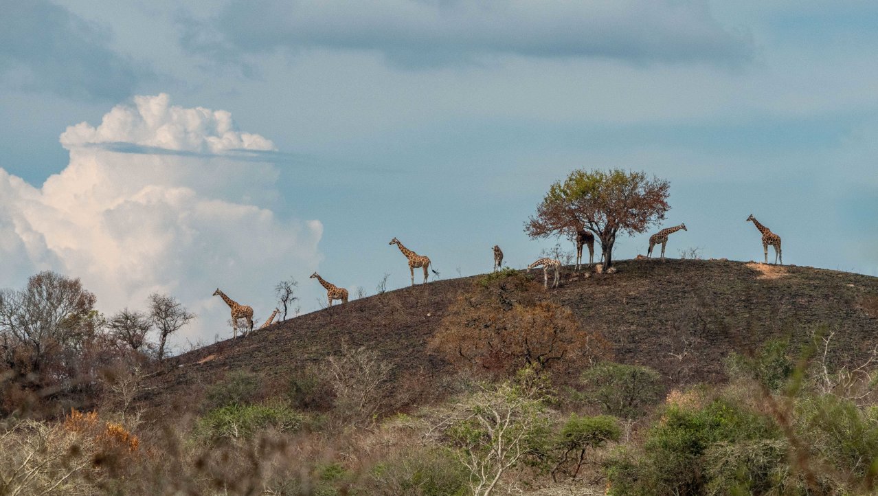 Giraffes in het NP Lake Mburo