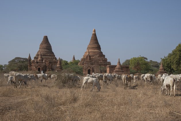 Koeien en pagodes