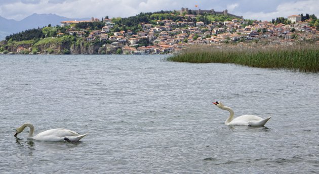 De zwanen van Ohrid