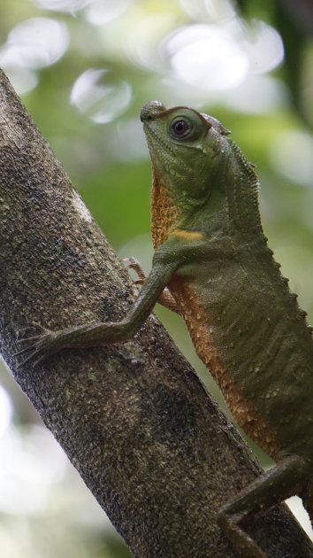 Wildlife in het regenwoud
