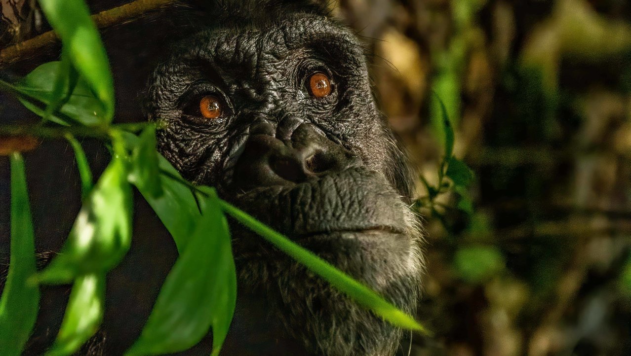 Chimpansee in Kibale Forest