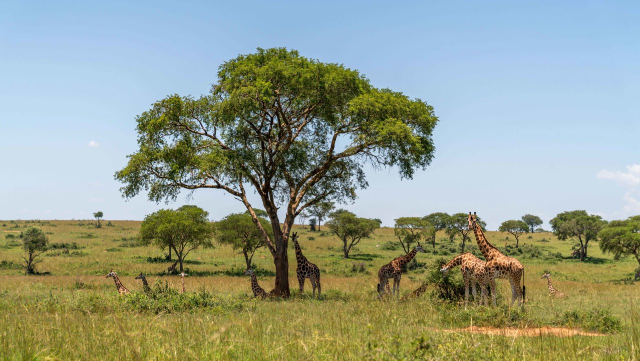 Giraffes in Murchison Falls National Park