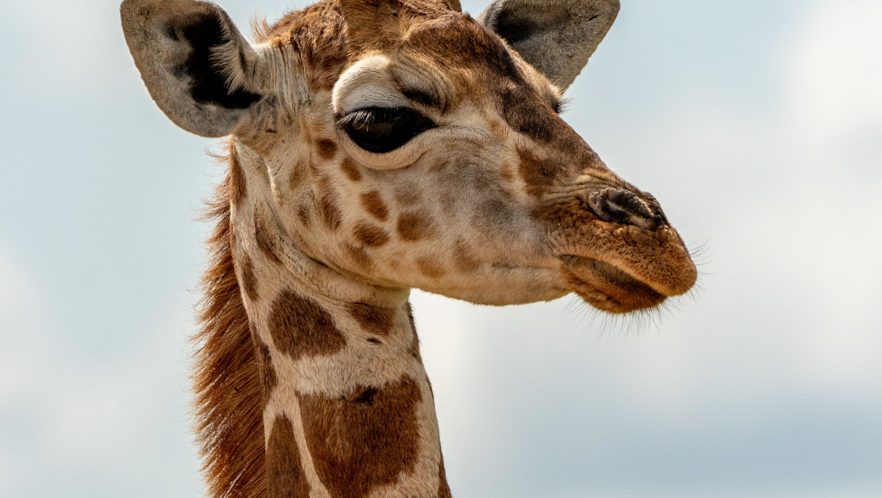 Giraffe in Murchison National Park