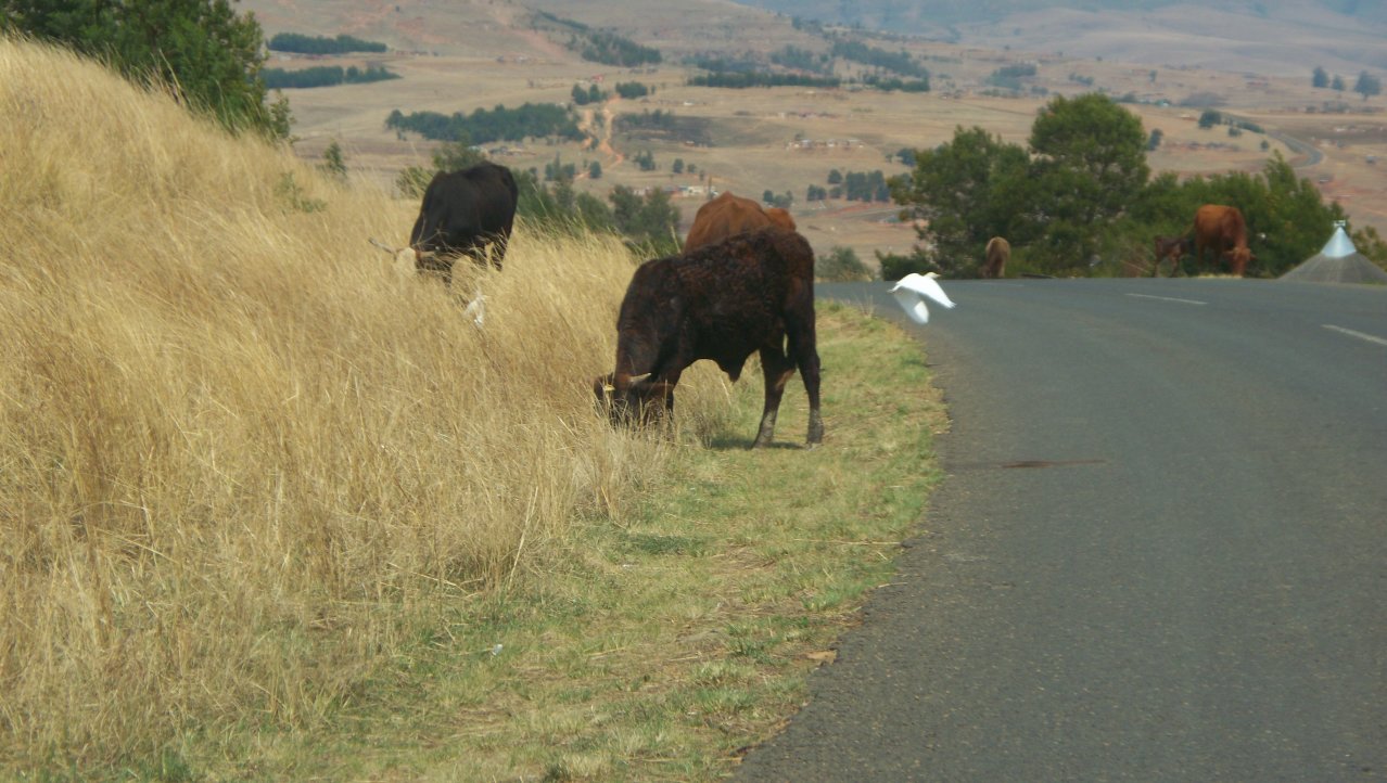 Koeien langs de doorgaande weg, even van het gas