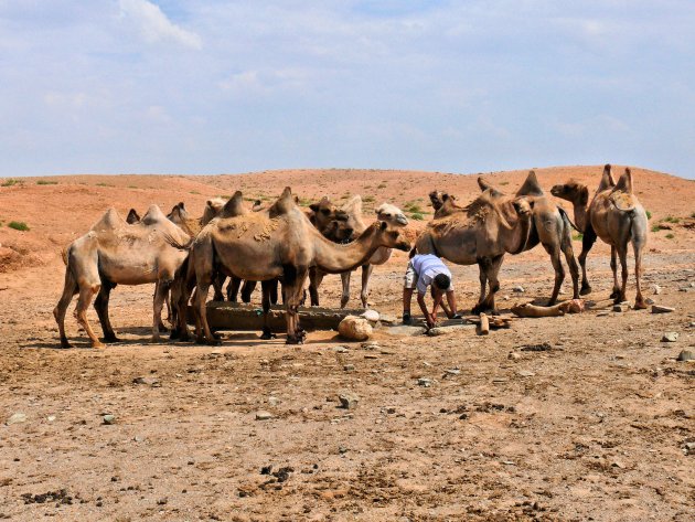 Dorstige kamelen