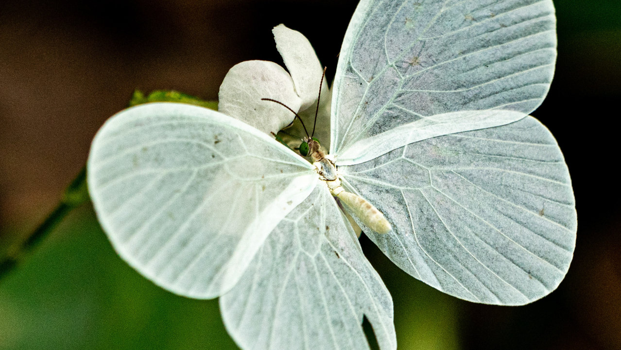 Vlinder - Pseudopontia mabira