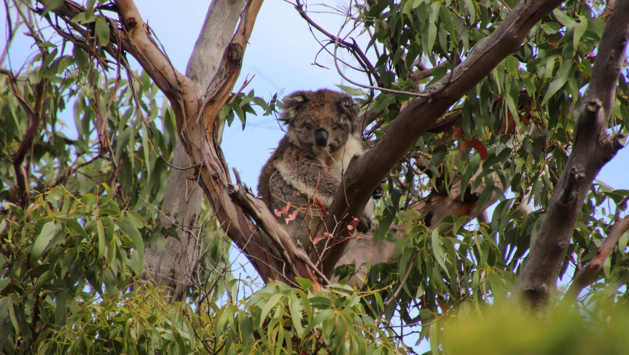 Koala Bimbi Park