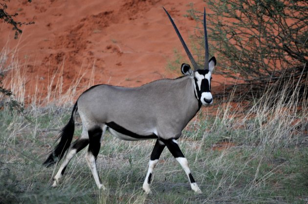 Gemsbok (Oryx gazelle)
