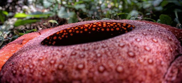 Rafflesia arnoldii in detail