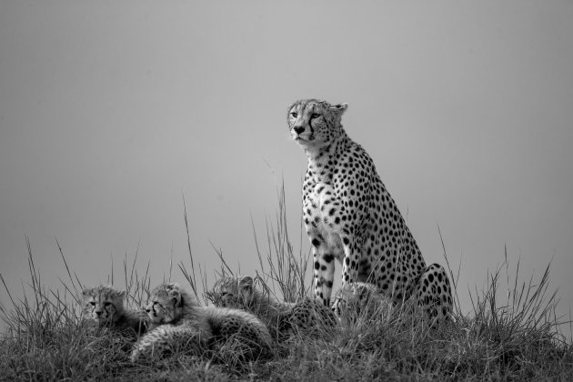 Cheetah met jongen