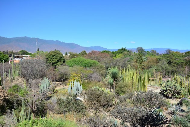 Botanische tuin Oaxaca